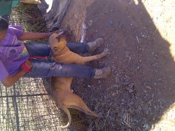 picture of dog