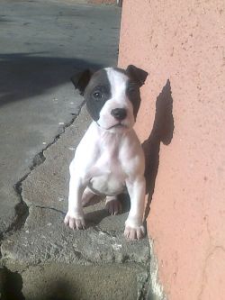 picture of dog