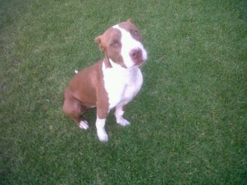 picture of dog