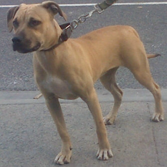 picture of dog