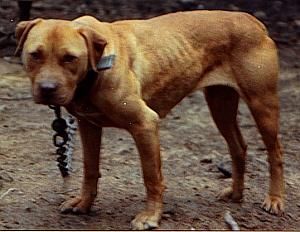 picture of dog
