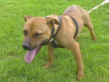 picture of dog