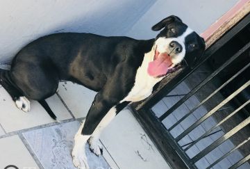picture of dog