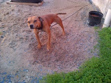 picture of dog