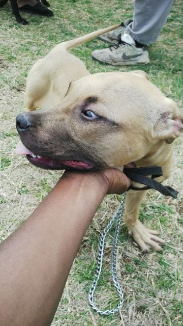 picture of dog