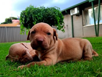 picture of dog