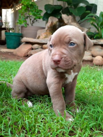 picture of dog