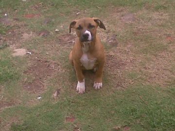 picture of dog