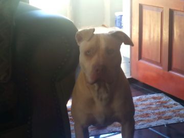 picture of dog