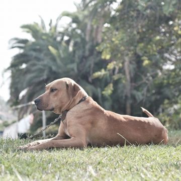 picture of dog