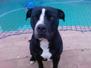picture of dog
