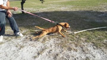 picture of dog