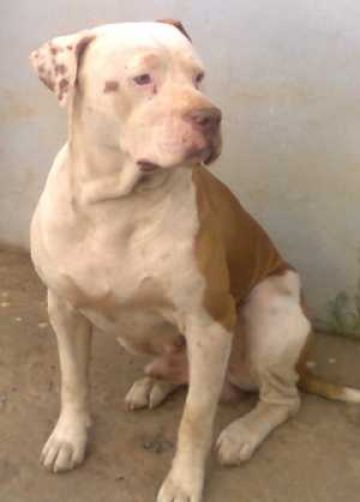 picture of dog