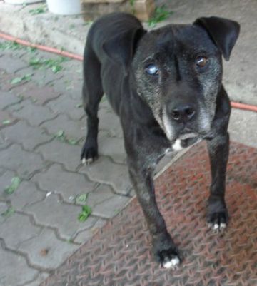 picture of dog