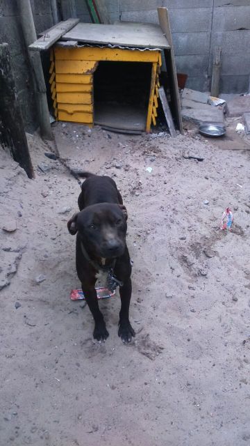 picture of dog