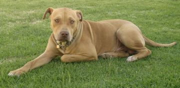 picture of dog