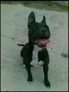 picture of dog