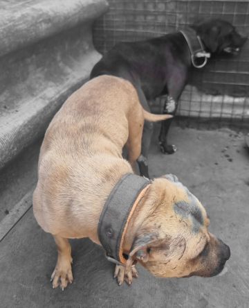 picture of dog